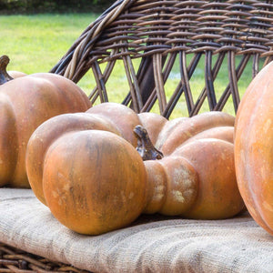 Flat Bottom Boy Pumpkin