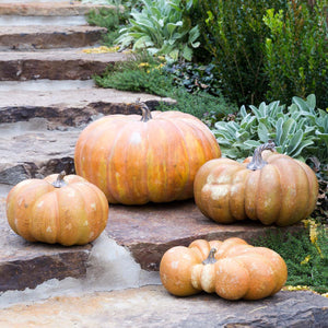 Flat Bottom Boy Pumpkin