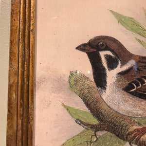 Vintage Bird Prints (Set-6)-Iron Accents