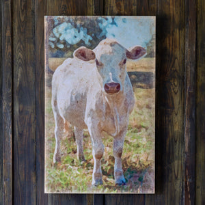 Charolais Cow Canvas Print-Iron Accents