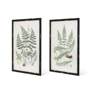 Framed Botanical Prints