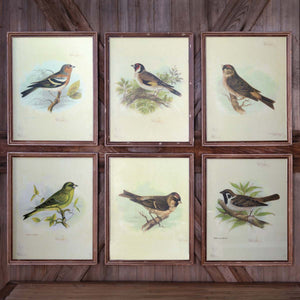 Vintage Bird Prints (Set-6)-Iron Accents