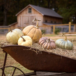 L'automne Pumpkins (Set-5)-Iron Accents