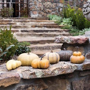 le Potiron Pumpkin Collection (Set-6)-Iron Accents