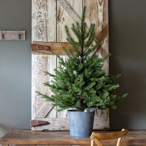 Potted Porch Lighted Fir Tree - 52"-Iron Accents