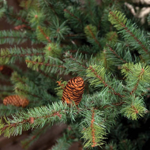 9' Park Hill Blue Spruce LED-Iron Accents