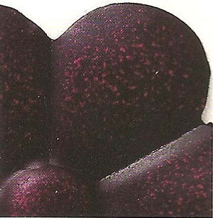 Scroll Leaf Wall Frieze-Iron Accents