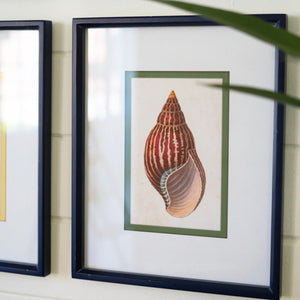 The Tidal Collection – Shell Prints