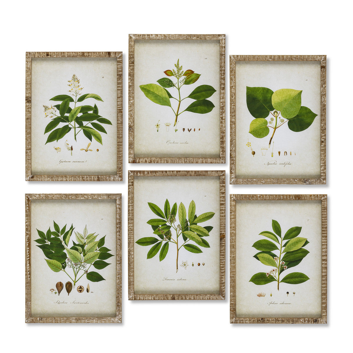 Garden Foliage Framed Botanical Prints
