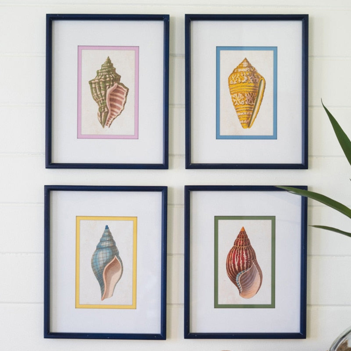 The Tidal Collection – Shell Prints