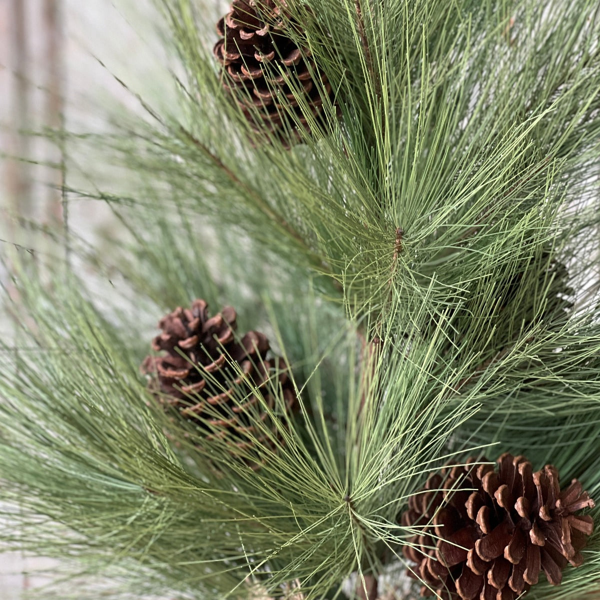 Long Needle Pine Tree - 30"