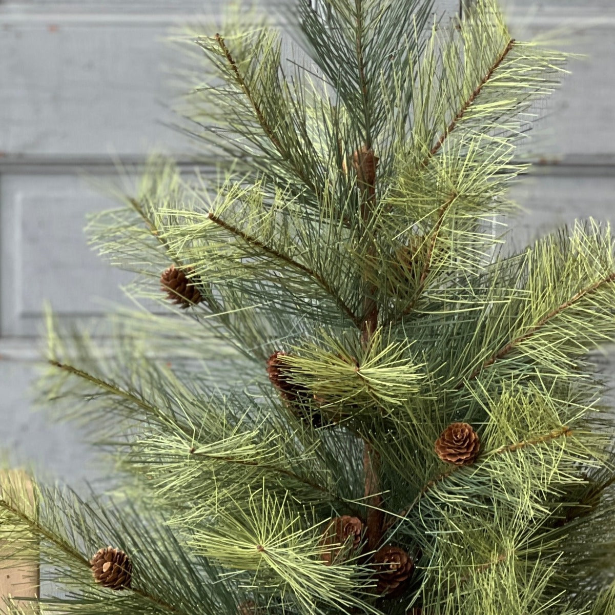 Northern Soft Pine Tree - 30"