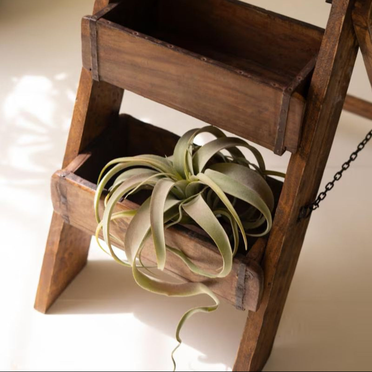 Close-up of reclaimed brick mold shelf with air plants