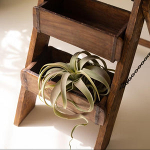 Close-up of reclaimed brick mold shelf with air plants