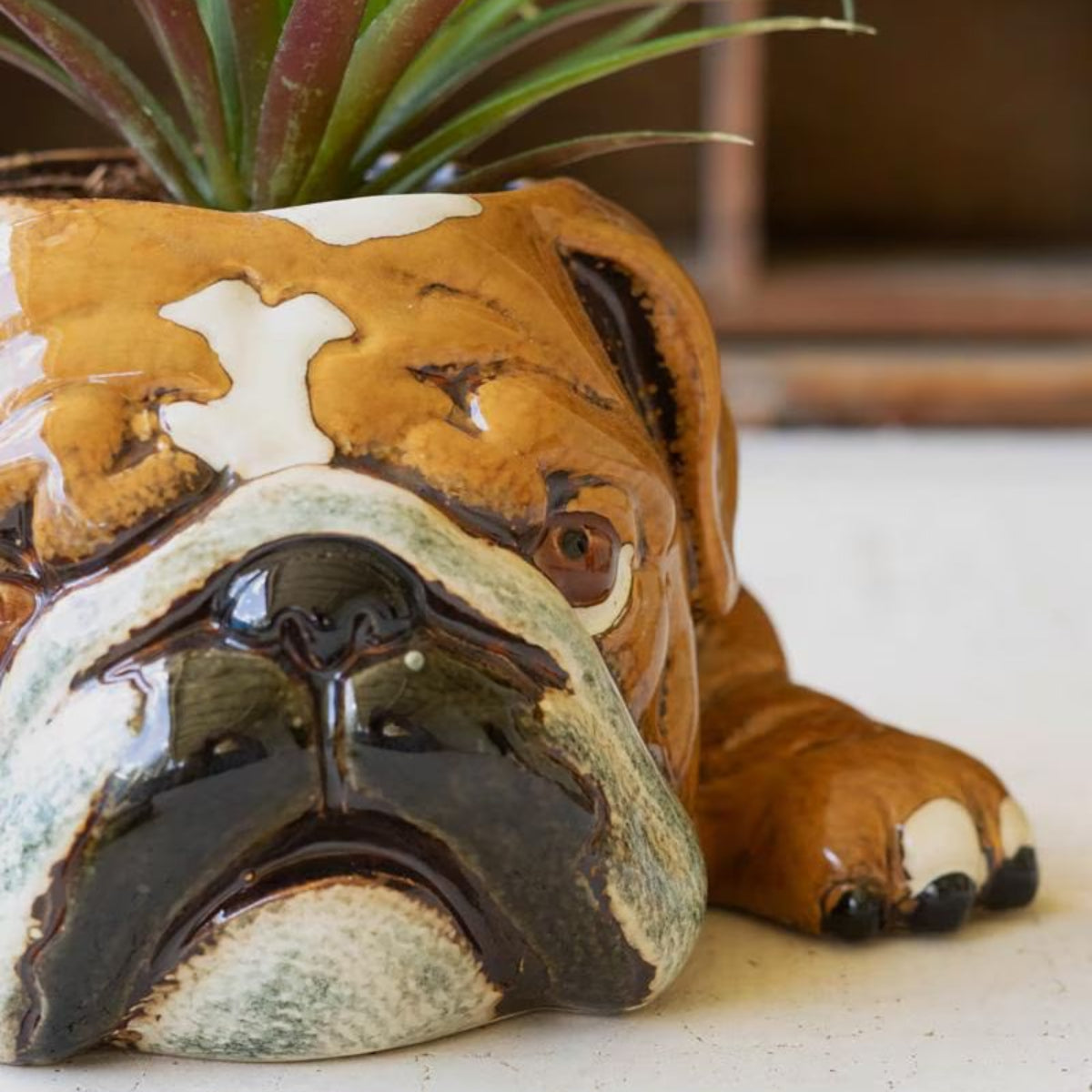 Close-up of sleepy ceramic bulldog planter face with succulent