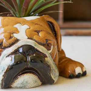 Close-up of sleepy ceramic bulldog planter face with succulent