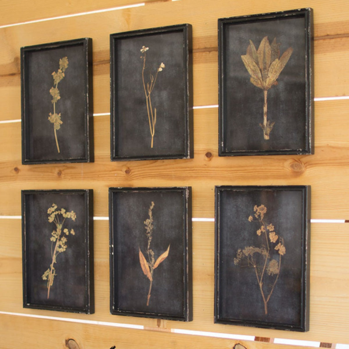 The Herbarium Collection – Framed Botanical Prints