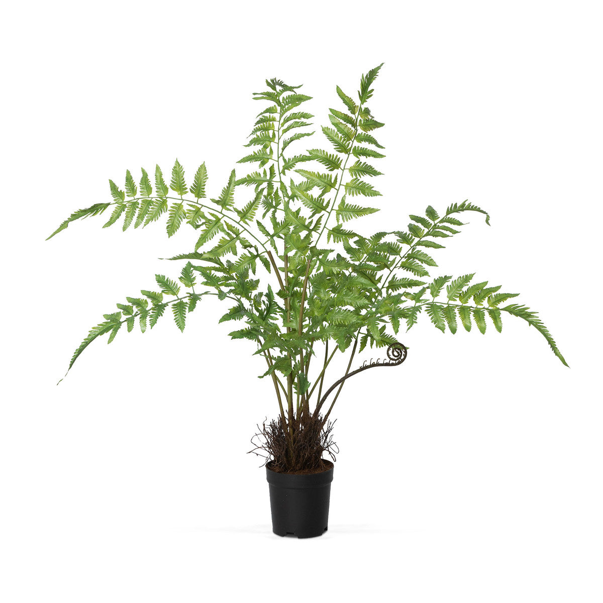 Forest Fern in Growers Pot