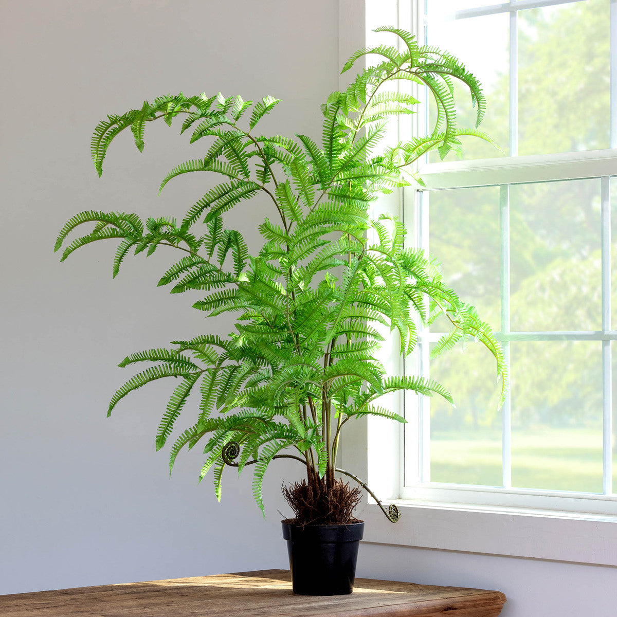 fern tree house plant Tree Fern in Growers Pot