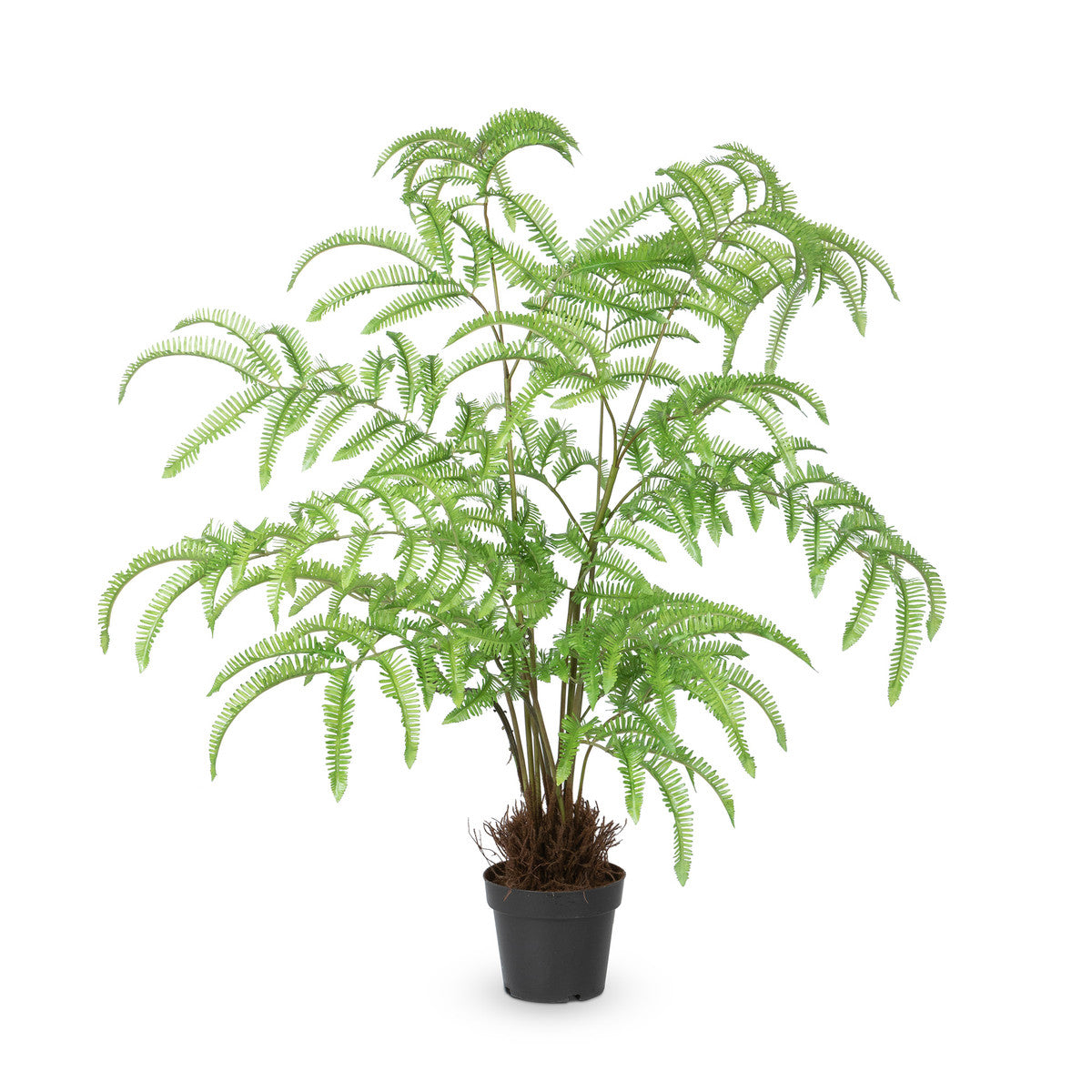 planting a tree fern in a pot Tree Fern in Growers Pot