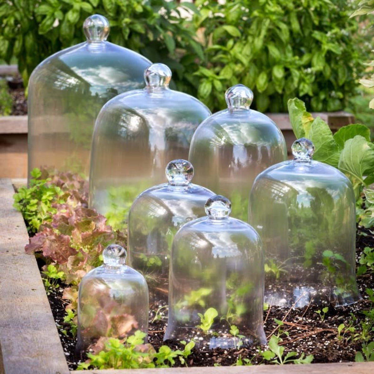 Glass Bell Cloche - Petite