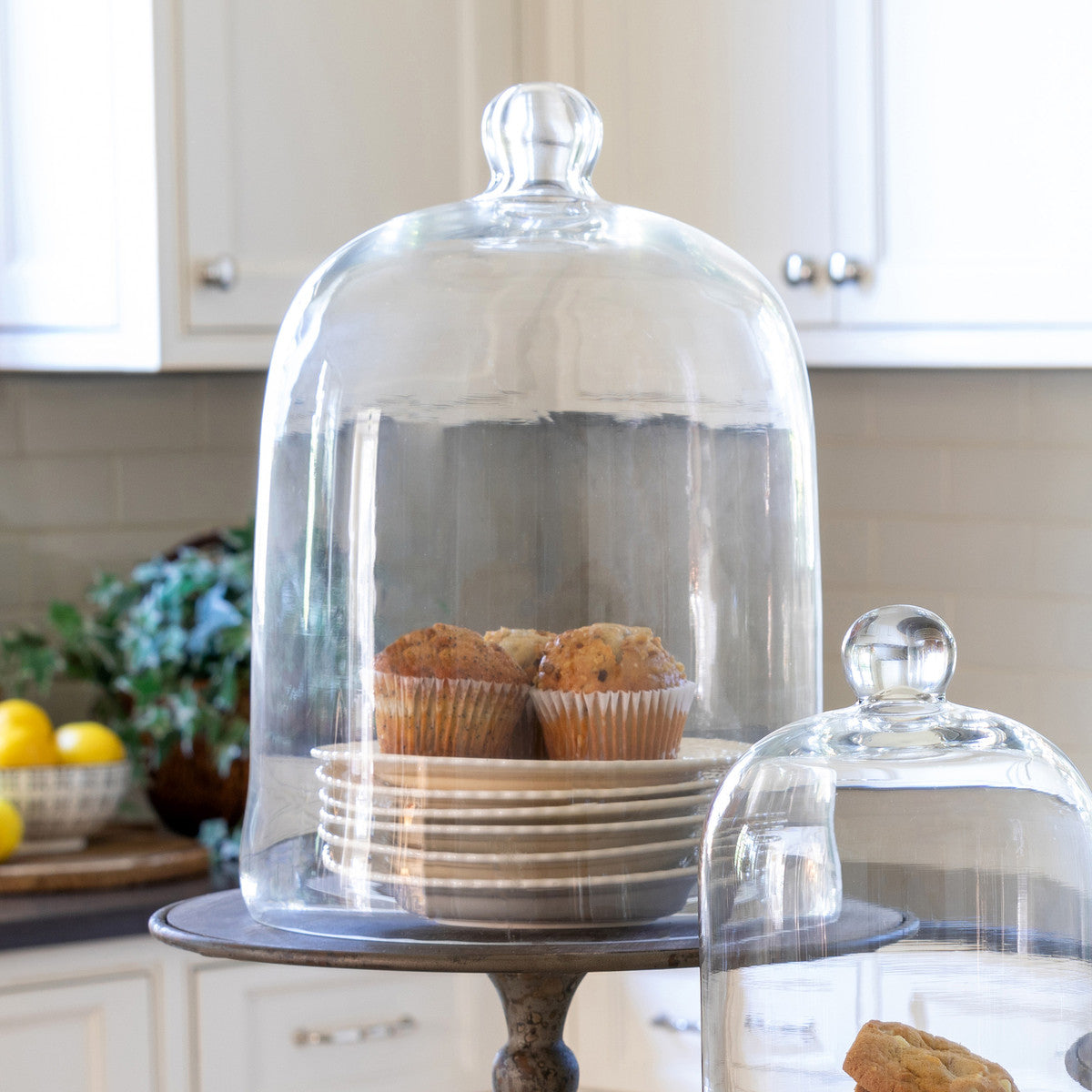 glass cloche for indoor plants Park Hill Bell Jar Extra Large