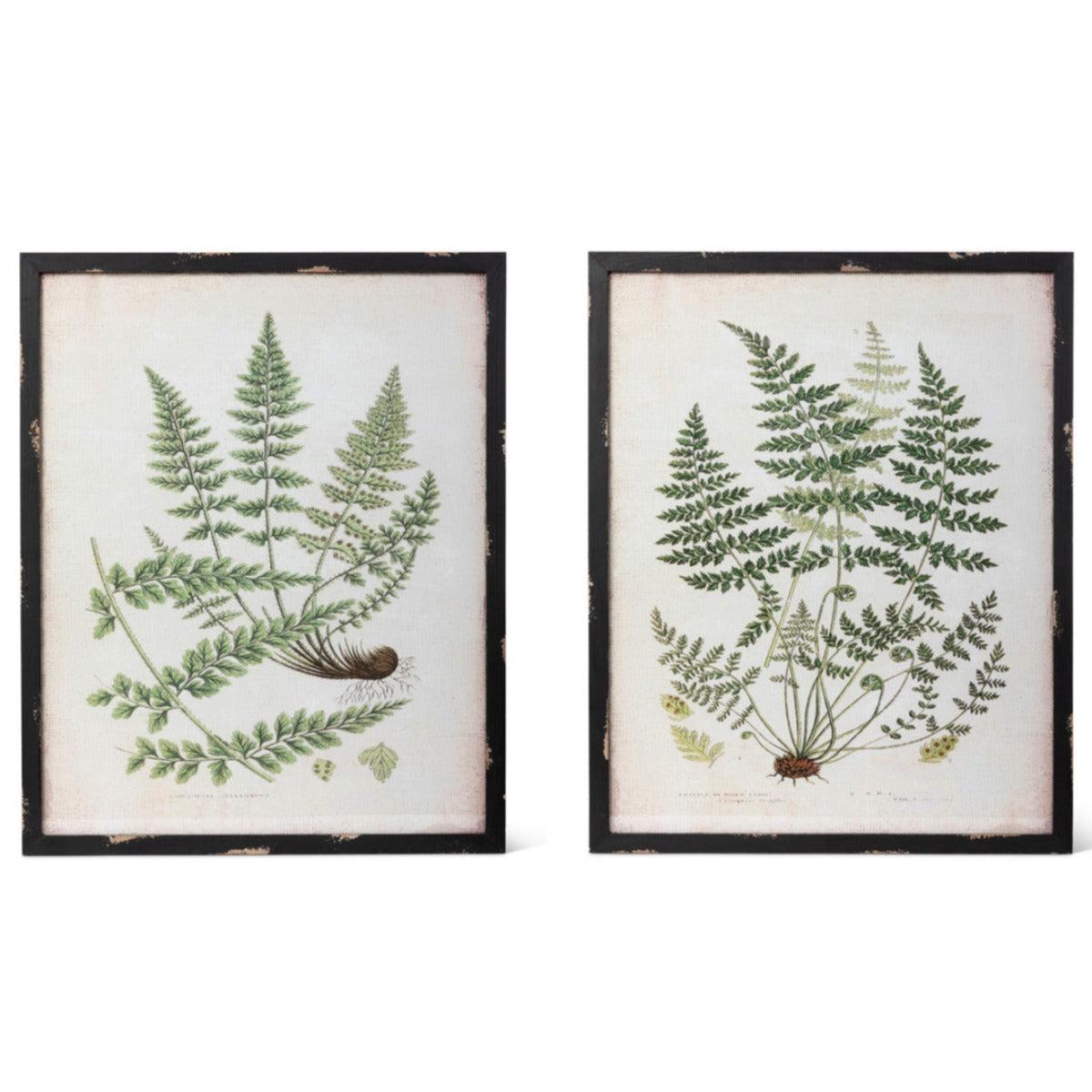 Framed Botanical Prints