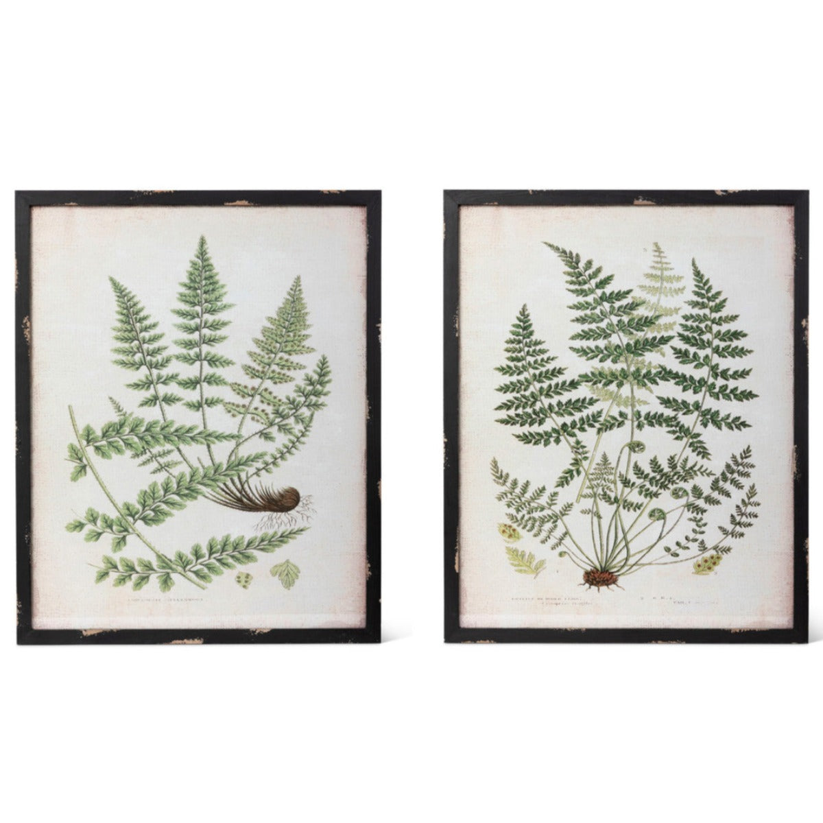 Framed Botanical Prints - Iron Accents