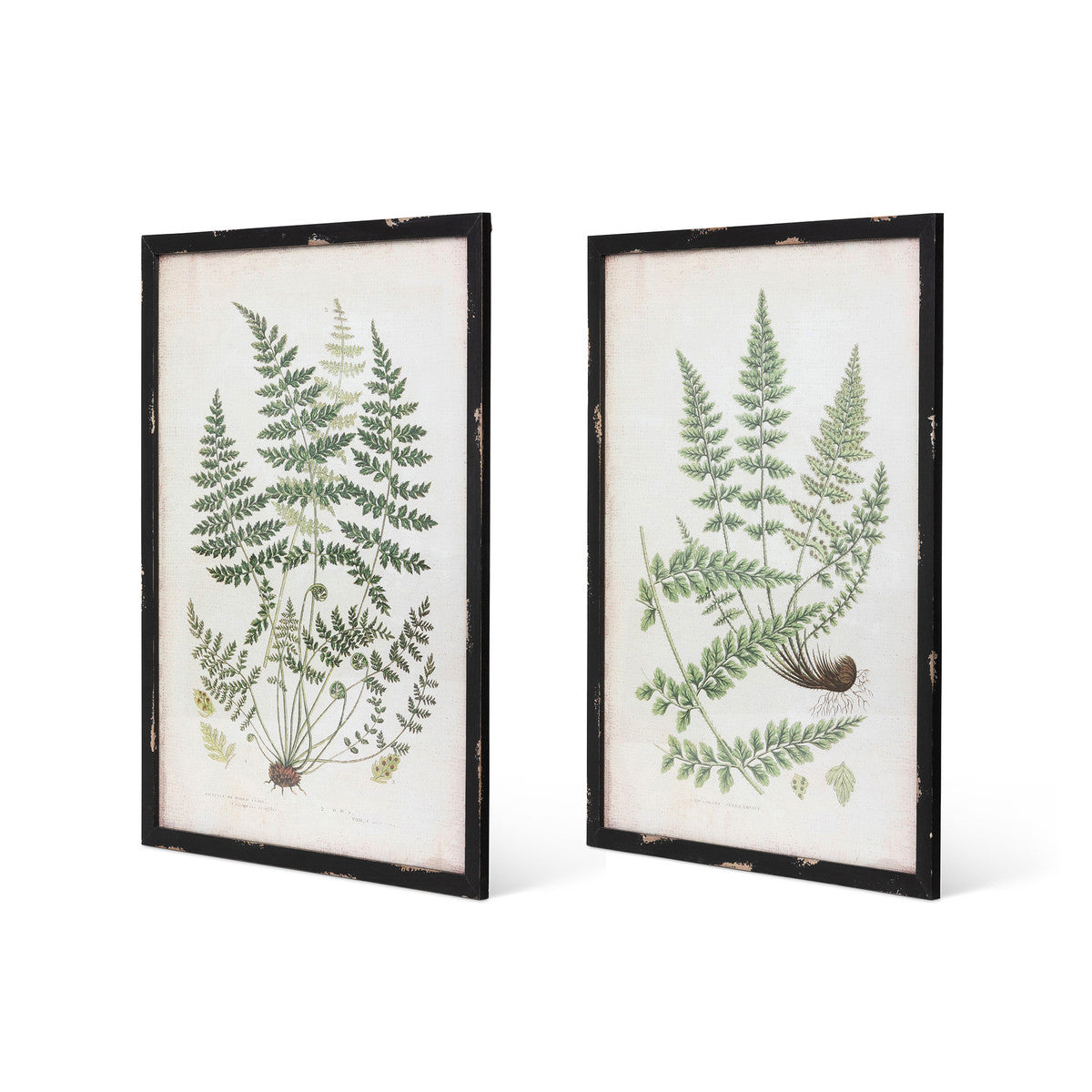 Framed Botanical Prints