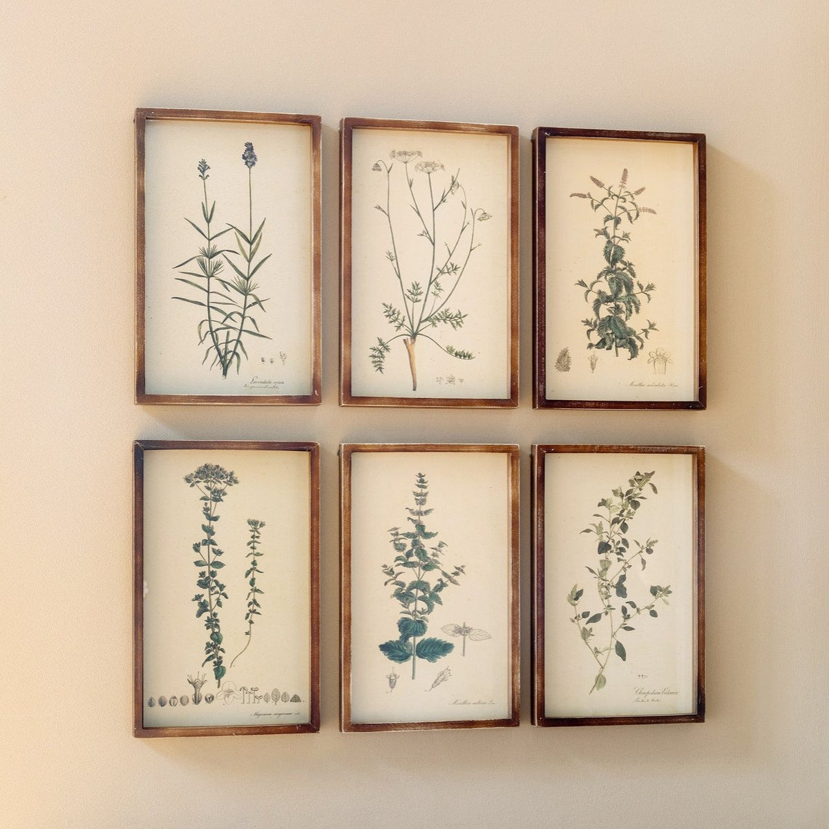 Collected Botanicals (Set-6)