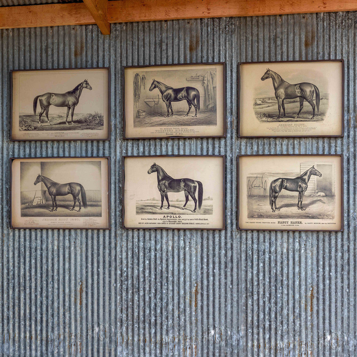 Race Horse Wall Prints