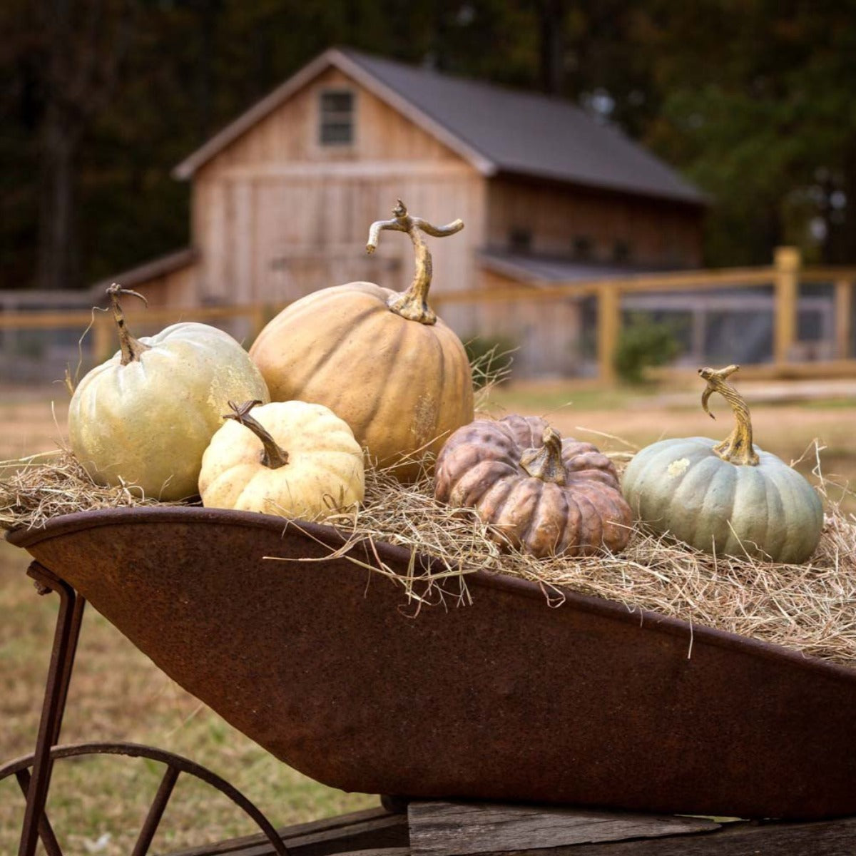 L'automne Pumpkins (Set-5)-Iron Accents