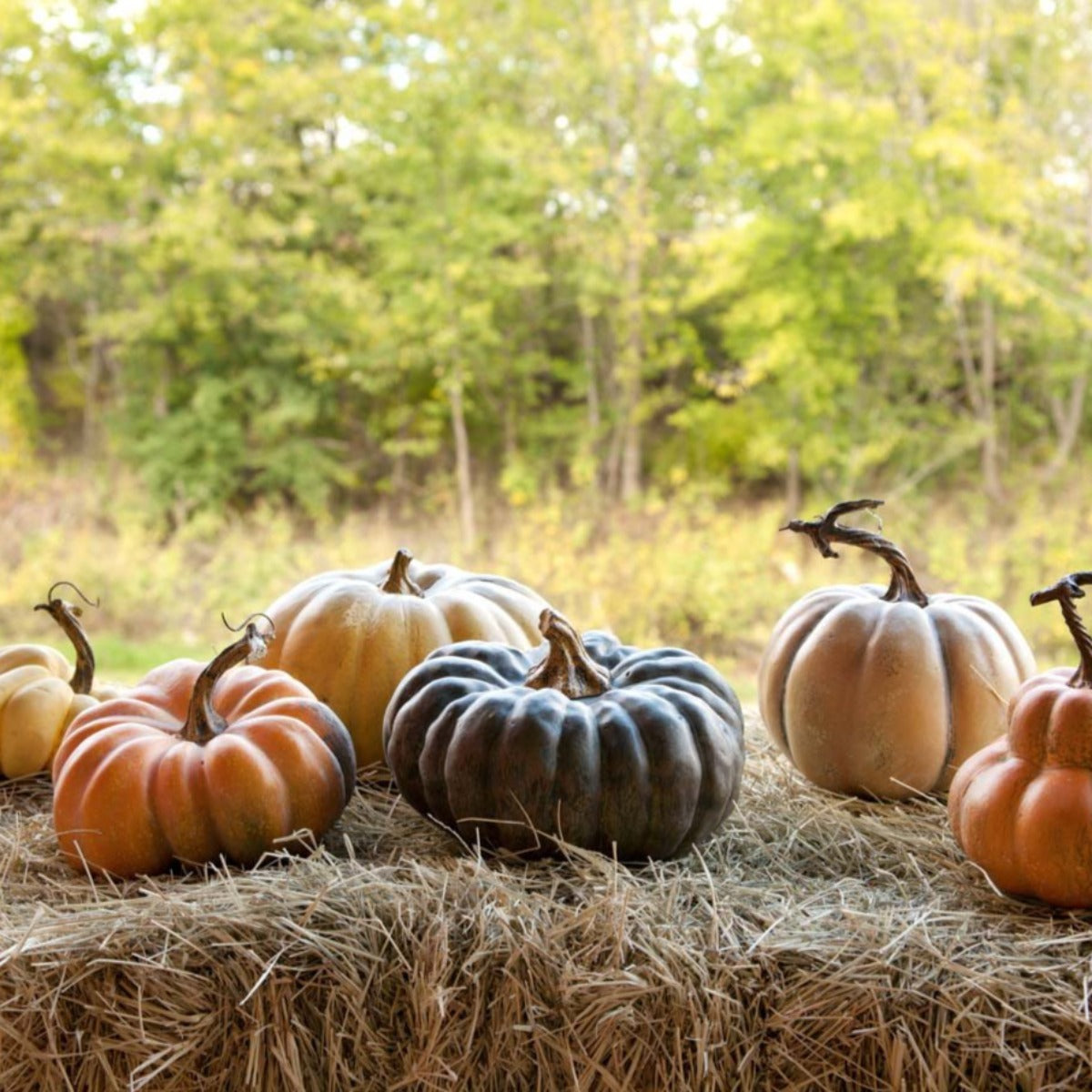 le Potiron Pumpkin Collection (Set-6)-Iron Accents