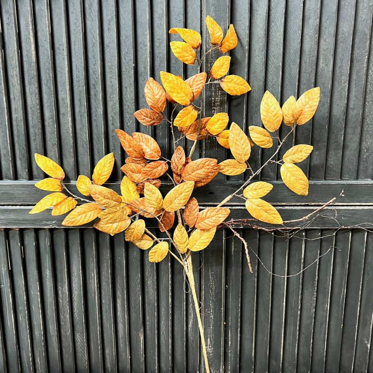 Fall Beech Leaf Pick