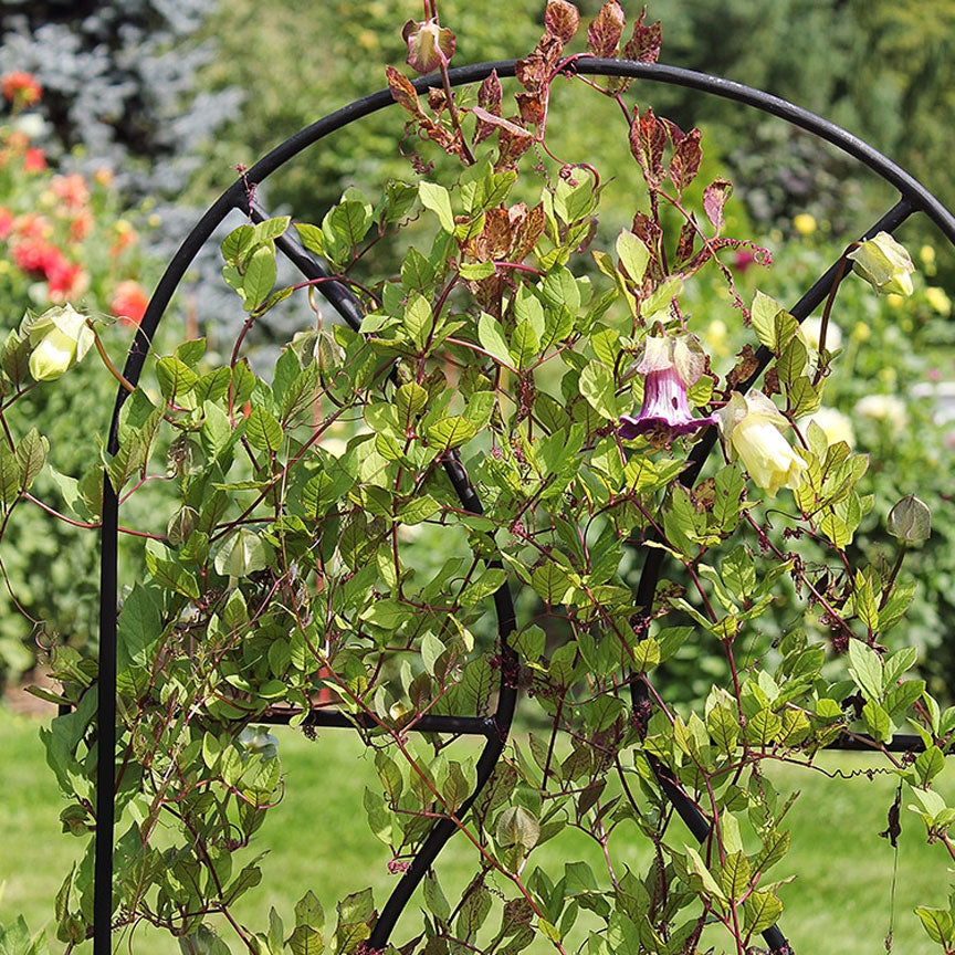 trellis screening plants Achla Designs Orangery Trellis