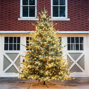 12' Park Hill Blue Spruce LED-Iron Accents