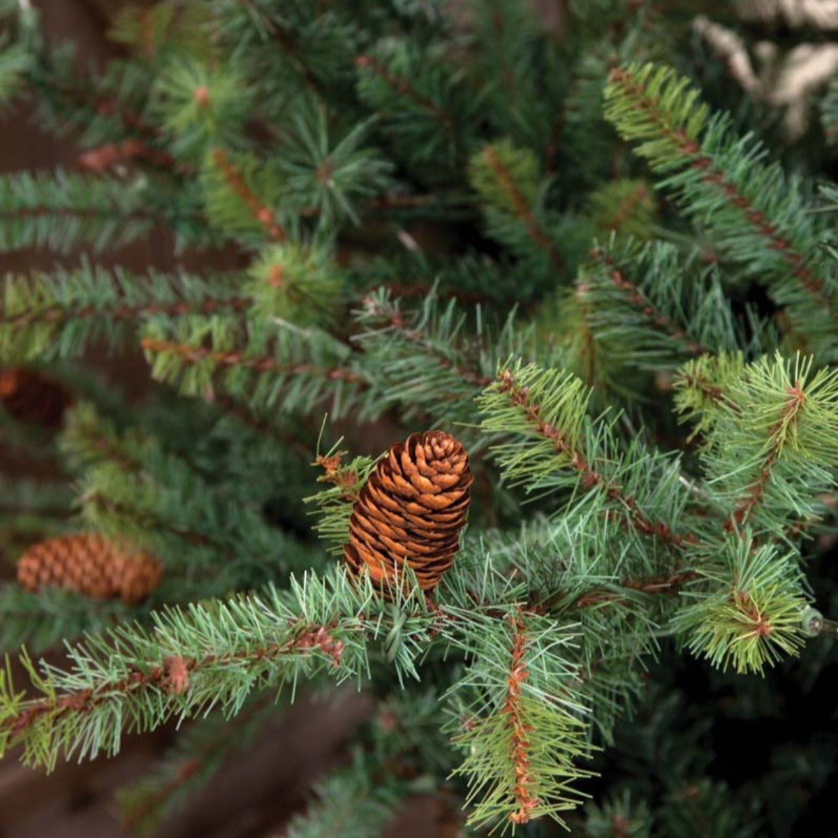 7.5' Park Hill Slim Blue Spruce LED-Iron Accents