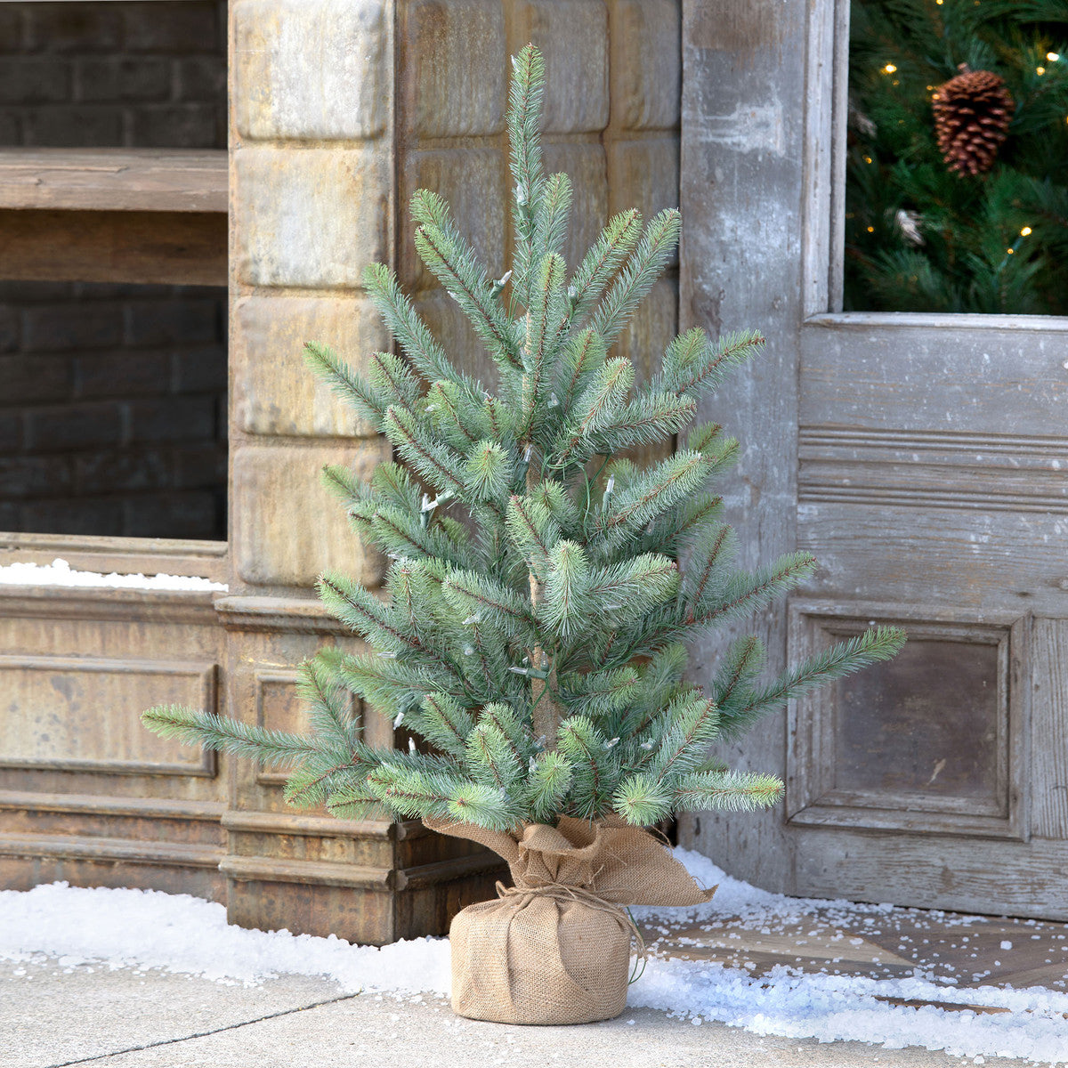Blue Spruce Seedling w/ LED Battery Lights - 36"-Iron Accents