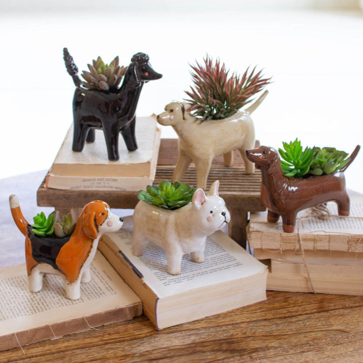 Set of five ceramic dog breed planters with succulents